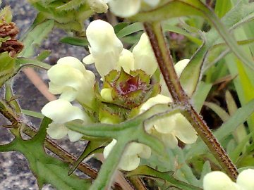 Prunella laciniata